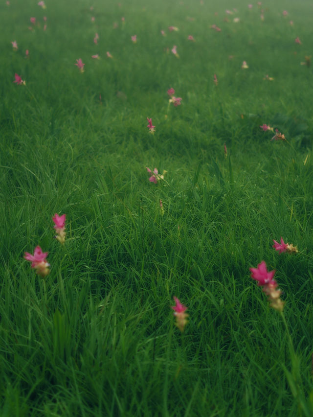 ทุ่งดอกกระเจียว – สีสันกลางป่าหินงาม ชัยภูมิ 🌸⛰️
