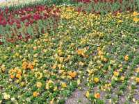 💐Floriade Day Part 1💐