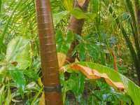 영국 왕립식물원 큐 가든의 대형 온실, 팜 하우스