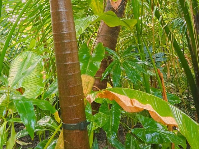 영국 왕립식물원 큐 가든의 대형 온실, 팜 하우스 영국 왕립식물원 큐 가든의 대형 온실, 팜 하우스