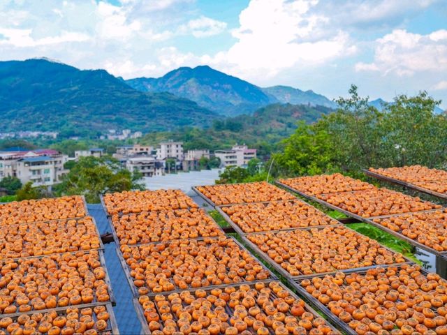 “Golden Harvest: Persimmon Season in Wutong Town”