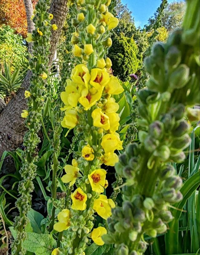 Hamilton Gardens: A Journey Through Time in a Garden