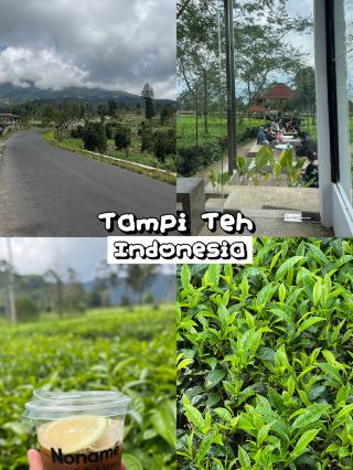 Tampi Tea Garden 🌿✨ สวนชาที่โอบล้อมด้วยภูเขา