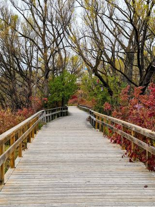 Collingwood autumn hiking trip is definitely a must-do nature route for outdoor enthusiasts! This time I chose the Eleventh Line Trail. On a rainy early autumn day, I felt the tranquility of the earth when the temperature turned cool. Along the way, I not only felt the simplicity of the natural forest, but also an unexpected little blessing - the brightly colored bird house hanging on the head of the dead tree, full of wildness, waiting for you to take pictures!

🌲 Trip Highlights:
Eleventh Line Trail perfectly blends daily exercise and natural healing, in addition to rivers and lakes, dense forests, autumn dead trees and bushes along the way, overcast and rainy days make the whole atmosphere more tranquil and healing. If you love walking trails, you will enjoy this forest bath, whether it is a morning walk or mountaineering exercise!

🚶♂️ [Attraction Recommendation]
Eleventh Line Trail
→ Location: 193-211 Eleventh Line, Collingwood, ON L9Y 5G6, Canada
→ Features: The route is approachable, especially suitable for beginners or families, autumn leaves plus drizzle atmosphere is excellent; along the way can meet various small animals, especially birds love to perch among the branches, occasionally small bird house decorations more lively.  
→ Must-see for photos: Capturing the breakout composition of the little bird house on the dead trees, especially the autumn wild feeling!

🧗♀️ Real insights & itinerary tips
The feeling of climbing here is really soothing, rainy and cloudy days are not afraid of crowds, the whole trail is quiet and comfortable, breathing the air with the fragrance of soil and fallen leaves, the spirit naturally better! If you are afraid of getting wet you can wear a waterproof jacket and hiking shoes; there are some small trees, dead trees, etc. around the Trail, easy to get wet and slippery, be careful under your feet!

☕ Surrounding food/drinking water suggestions
The trail itself doesn’t have many shops, so it’s recommended to bring your own water and energy snacks. If you want to end up with a nearby Chill, consider returning to Collingwood Town Center and we recommend trying Grandma's Beach Treats (208 Hume St, Collingwood, ON), which offers home made desserts and warm little drinks for a special fall and winter feel.

🚗 Transportation guide
From Collingwood Town Centre, it only takes about 10 minutes to drive/rent a bike to the starting point of the Eleventh Line. There are simple roadside parking grids around the Trail, and since the attraction is quieter and less crowded, you don’t have to worry about not being able to find a parking space on weekends.

👟 Trip tips fully public
1. Dark clothes + waterproof pants/jacket are recommended in autumn and rainy days.  
2. Because the dirt is wet and slippery in some areas of the Trail, the phone is fully charged in advance for map or contact.  
3. Use a telephoto lens when shooting bird houses for a surprise harvest.

After a lap of the Eleventh Line Trail you will feel the relaxing atmosphere surrounded by nature. The rainy autumn forest, the brightly colored bird houses, the quiet outdoor wild views - let you forget the hustle and bustle of the city, and your blood oxygen level will UP immediately! If you love the outdoors and love to explore the natural beauty around you, be sure to bookmark this line!

#Collingwood #Canadian Mountaineering #Autumn Travel #Outdoor Healing #Wild Photography