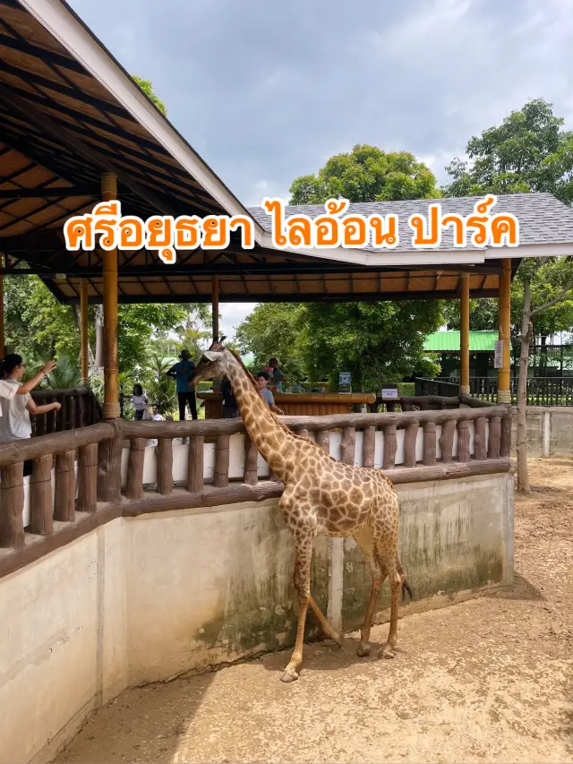ศรีอยุธยา ไลอ้อน ปาร์ค 🦒🐅🦓✨