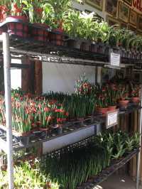 Hidden Garden - Authentic Ilocano Dishes with great garden ambiance