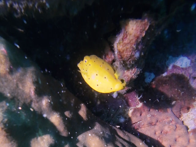 ดำน้ำลึกระยองกับ The Toy Dive Center ดำน้ำลึกระยองกับ The Toy Dive Center