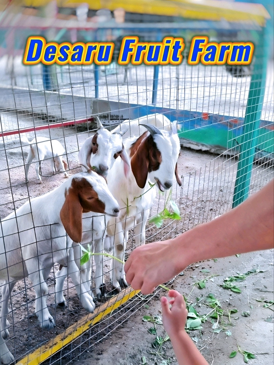 🦝🐈🦜🌿🕊️🍋🍅🌳🐇🐓🐮🫒 Fun-Filled Family Adventure at Desaru Fruit Farm!