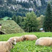 🏔️✨ GRINDELWALD ALPINE ESCAPE — SWITZERLAND’S STORYBOOK VILLAGE 🇨🇭❄️ 