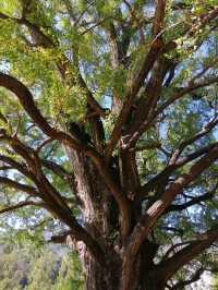中國 浙江 烏鎮 大洪山 一日遊/兩日遊