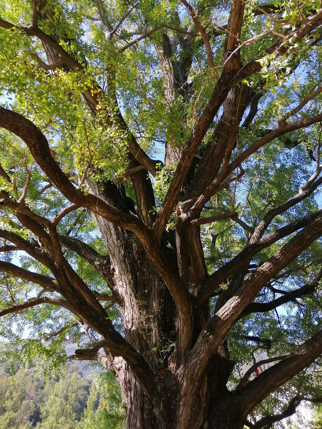 中國 浙江 烏鎮 大洪山 一日遊/兩日遊
