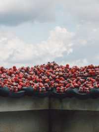 勝尾寺超級可愛滿山達摩!