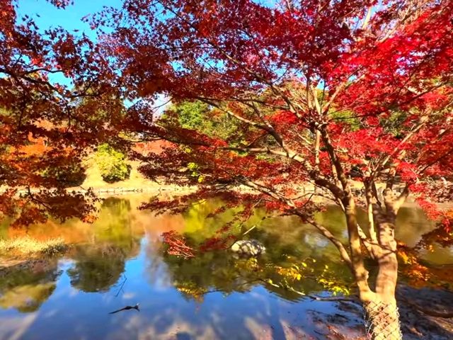 奈良小眾絕景🍁秋日鷺池的油畫感太絕了! 奈良小眾絕景🍁秋日鷺池的油畫感太絕了!
