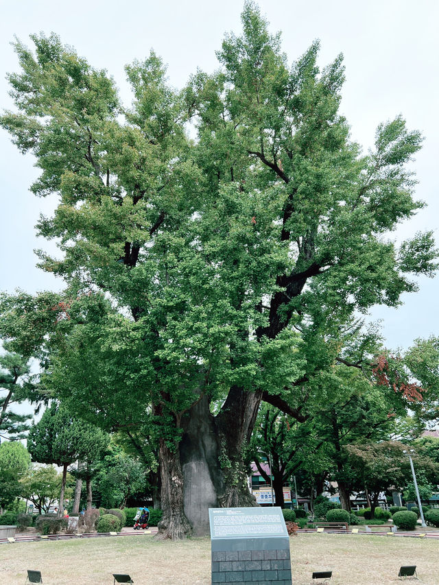 ๐ณ๐ฌๆธ
ๅท้ๆฃตๆจนๅคช็ด
ไบ๏ผ900ๆญฒ้ๆ๏ผใ้ปๆๆฆฎ่ใๆๆๅฐ๏ผๆฐๅๆ็ตไบ๏ผ๐ฌ๐ณ ๐ณ๐ฌๆธ
ๅท้ๆฃตๆจนๅคช็ด
ไบ๏ผ900ๆญฒ้ๆ๏ผใ้ปๆๆฆฎ่ใๆๆๅฐ๏ผๆฐๅๆ็ตไบ๏ผ๐ฌ๐ณ