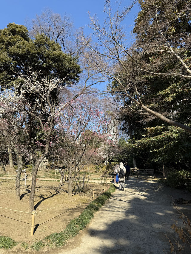 Winter Silence Broken by the First Plum Blossoms
