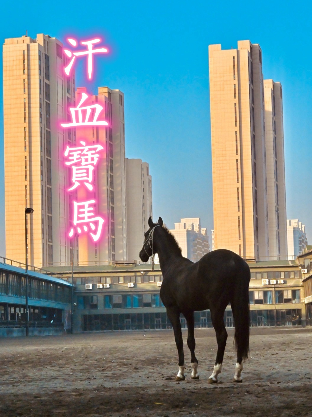 古生態園汗血寶馬基地