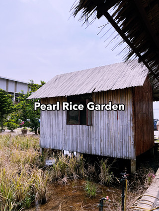 Serene Paddy Field Experience in Sekinchan