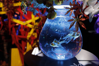 🐠✨ 幻想的な光と金魚の世界、アートアクアリウム