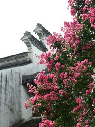 🌸 Yaowan Ancient Town in Early Autumn | Where Crape Myrtles Set the Streets Ablaze