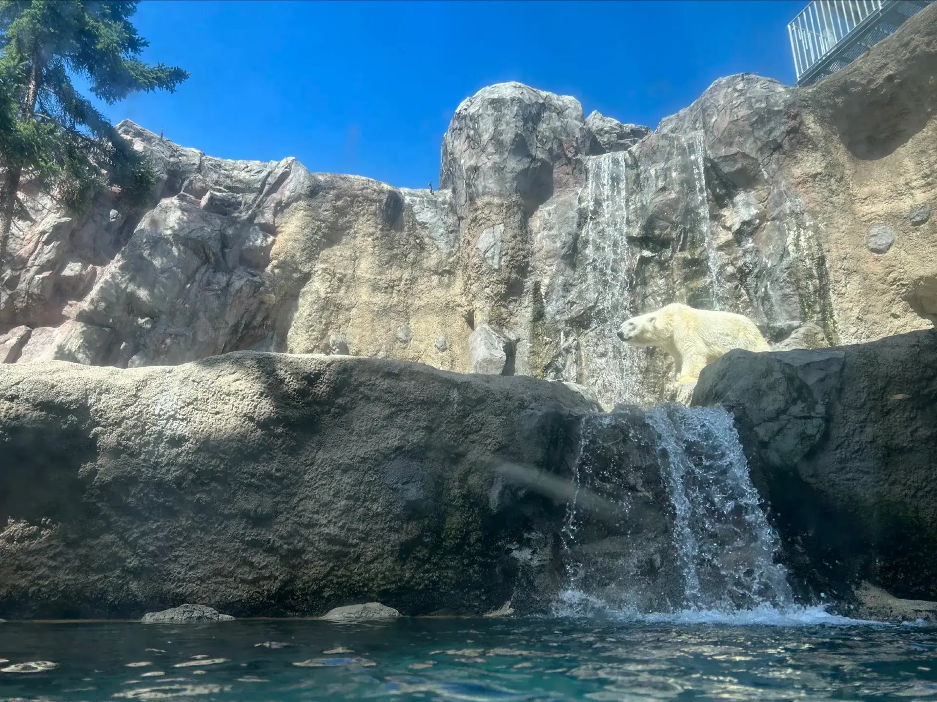 【北海道・旭川】北極熊就在眼前…！在旭山動物園遇見充滿震撼力的動物們
