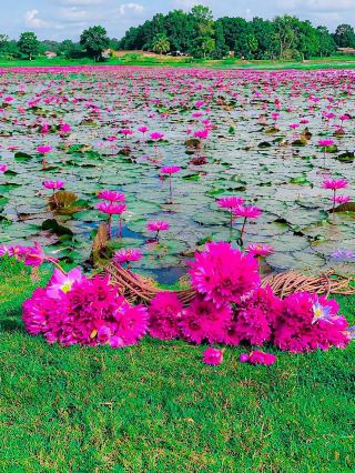 Discovering Dibir Haor Shapla Beel 🌸✨