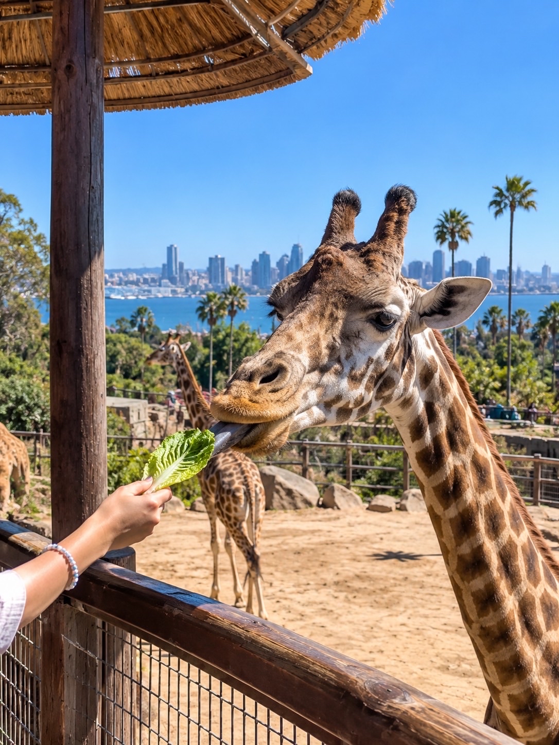 🌴 San Diego: A complete beach getaway in one trip! 🇺🇸