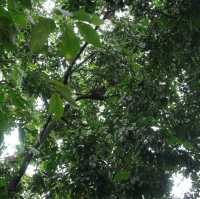 In search of Sloths 