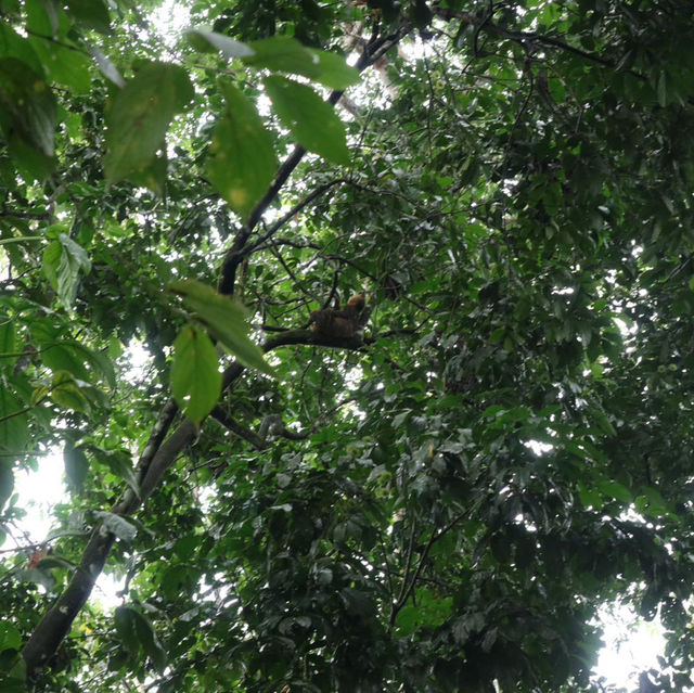 In search of Sloths 