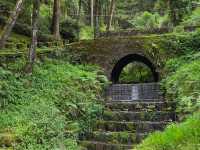 Immense yourself into the greenery of Alishan