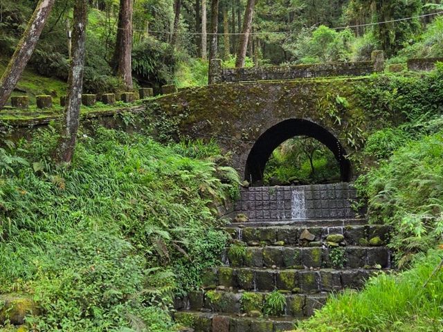 Immense yourself into the greenery of Alishan