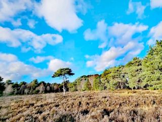 Sutton Park 的 Streetly Gate