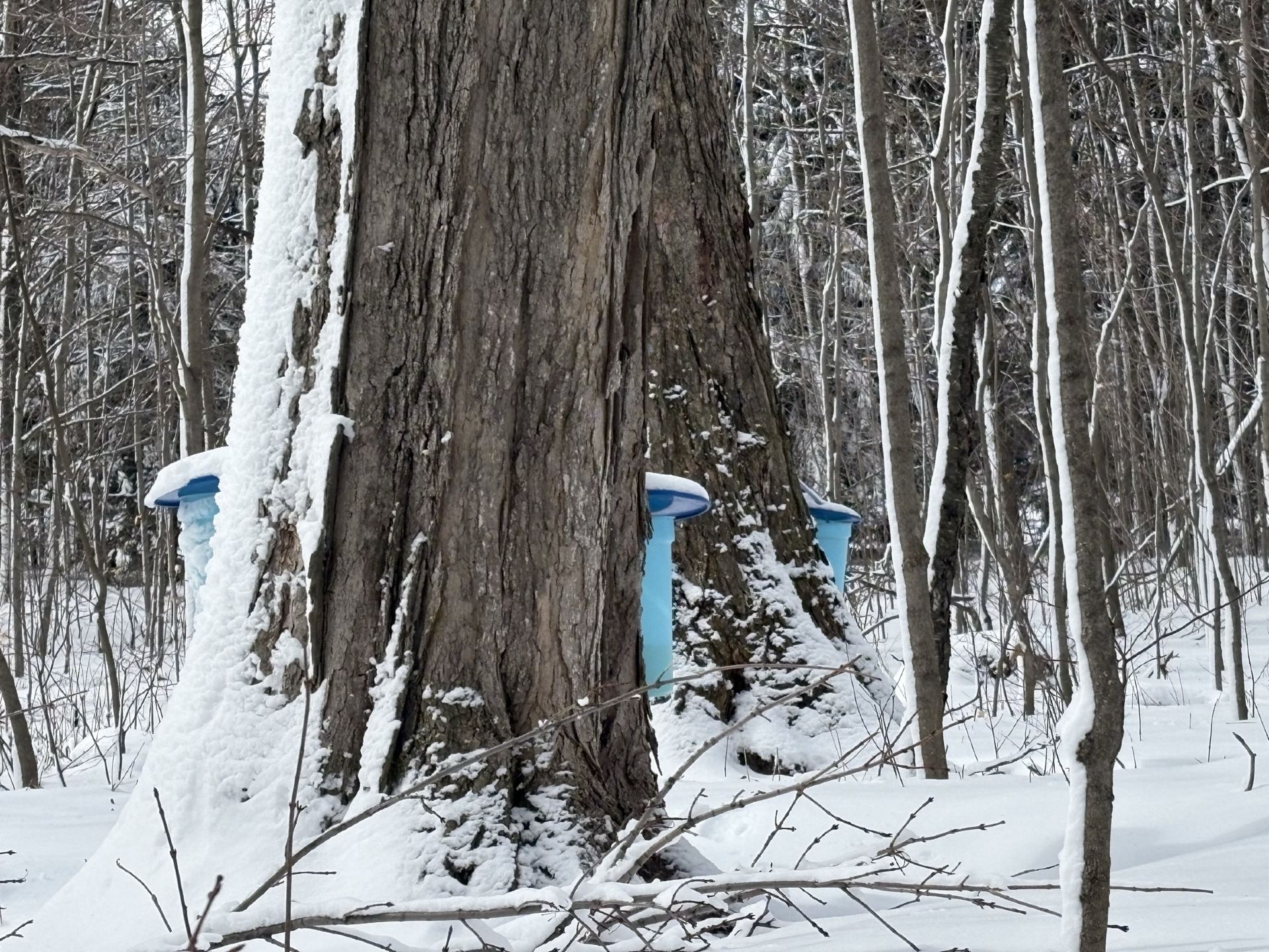 [Spring Getaway from Toronto] All-You-Can-Eat! A Road Trip to Maple Syrup Farms & Massive Markets.