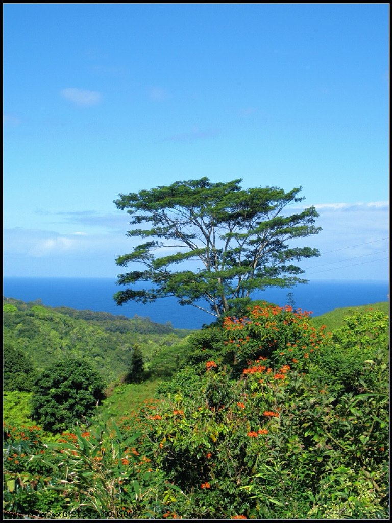 Đường Hawaii đến Hāna (chuyến tham quan bằng lái xe)