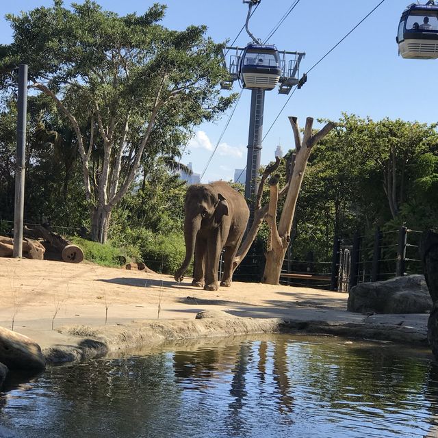 🇦🇺The Most Beautiful Zoo in the World