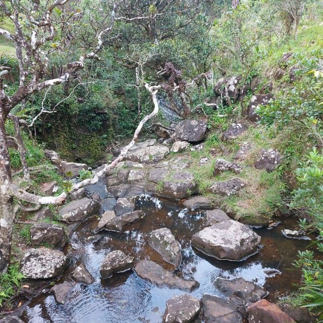 Amazing view from Alexandra Falls Viewpoint!