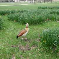 St. James's Park 聖占士公園誘人的櫻花及湖泊