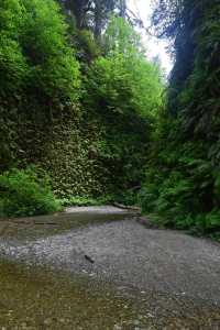 Hidden Gem in the Redwoods