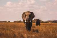 3-Days Queen Elizabeth National Park