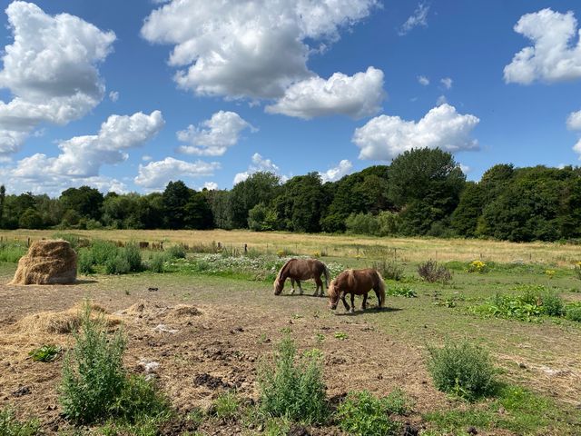 Discovering the Charm of Eynsford 🌿🏰 