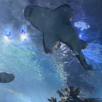 Malta National Aquarium: An Underwater Adventure 🌊🐠
