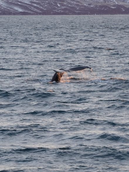 【冰島北部阿克雷里欣賞鯨魚！沿途往返更有漂亮日落！】
