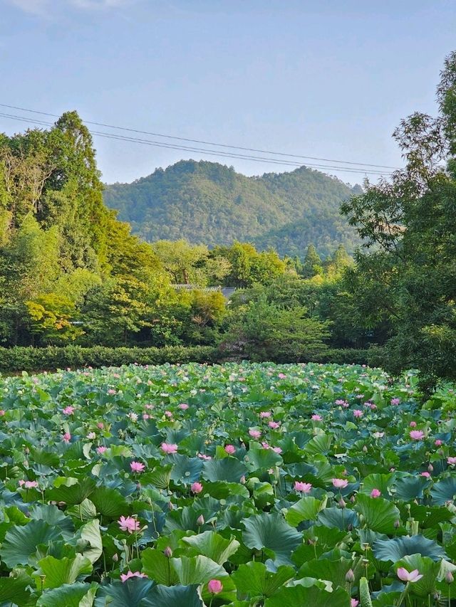 A Walk Through Arashiyama Forest