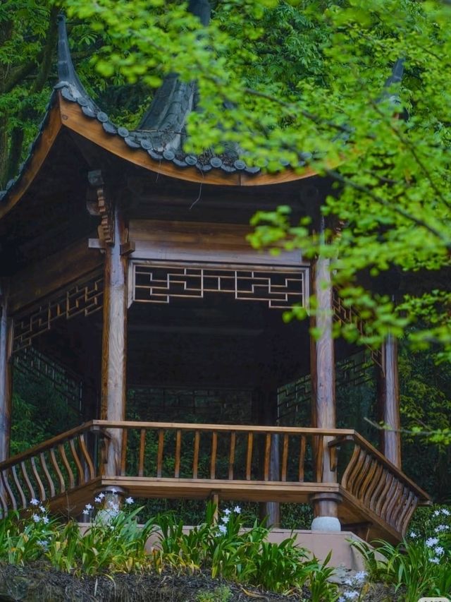⛰️ Mengding Mountain – The Ancient Cradle of Chinese Tea