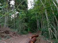Dewstow Estate Caldicot, Highmoor Hill and Slade Wood 