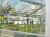 🌿 Copenhagen Botanical Garden: A Green Oasis in the City