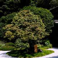 Tokyo’s Green Side: Parks, Gardens & Hidden Nature