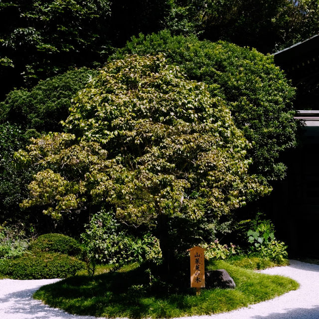 Tokyo’s Green Side: Parks, Gardens & Hidden Nature