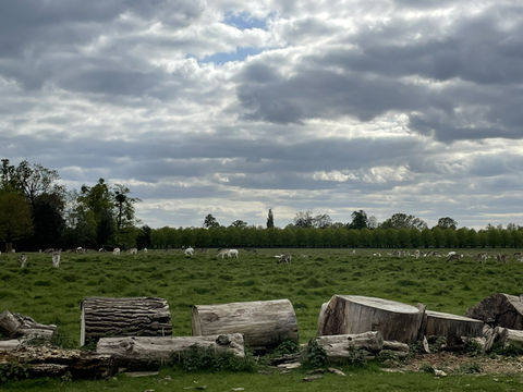 Kingston🇬🇧Nature Fix: A Royal Retreat at Home Park 🦌