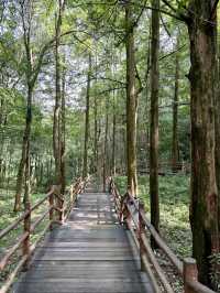 Макаки 🐒 ждут Вас в Национальном парке Чжанцзяцзе ✨ 