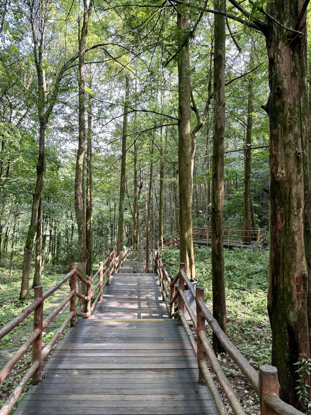 Макаки 🐒 ждут Вас в Национальном парке Чжанцзяцзе ✨ 
